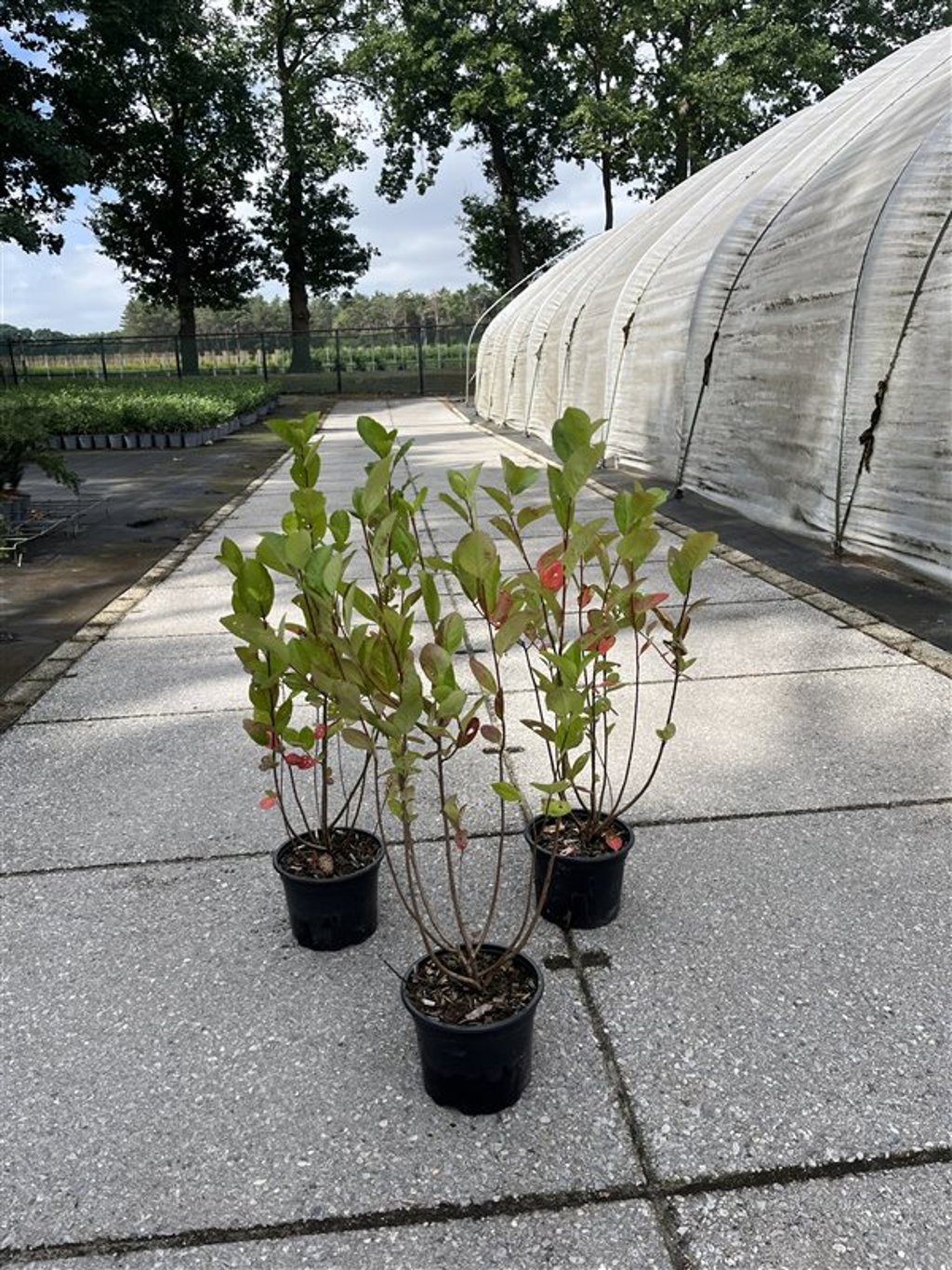 Aronia melanocarpa - C2 40-60 CM